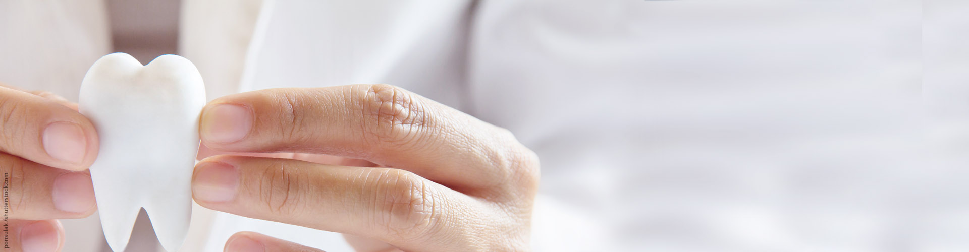 Zahnentwicklung - Entwicklung von Z�hnen